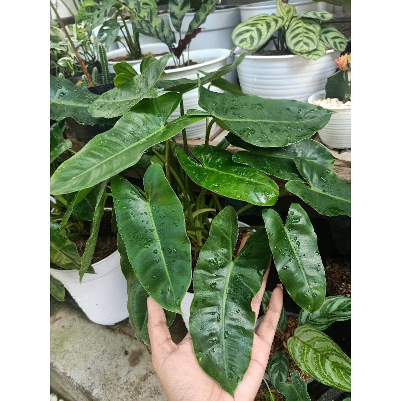 Philodendron burle marx