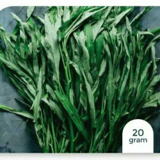 Benih kangkung - 20 gram