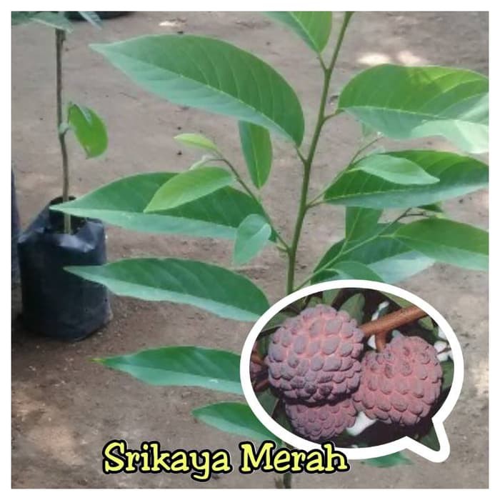 SRIKAYA MERAH