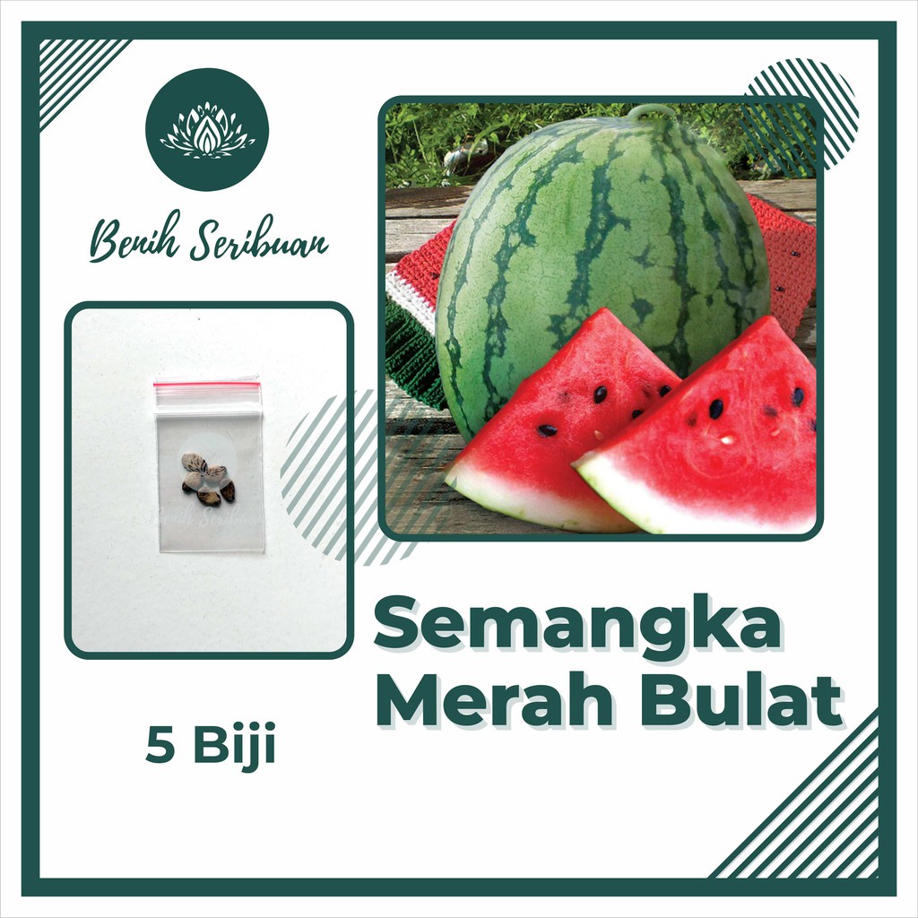 5 Benih Bibit Semangka Merah Jumbo Bulat F1 Made Buah Manis Gede Buah Unggul Bintang Asia Tanaman Super