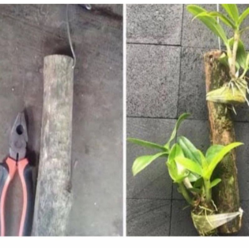 Potongan kayu kopi panjang 20cm