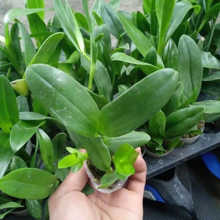 Bibit anggrek dendro / Seedling Hybrid Dendrobium Melintir