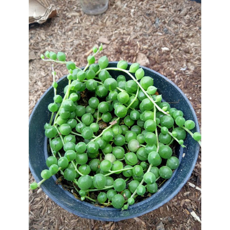 Sekullen Tasbih Pot 10cm ( PromoTokoBaru )