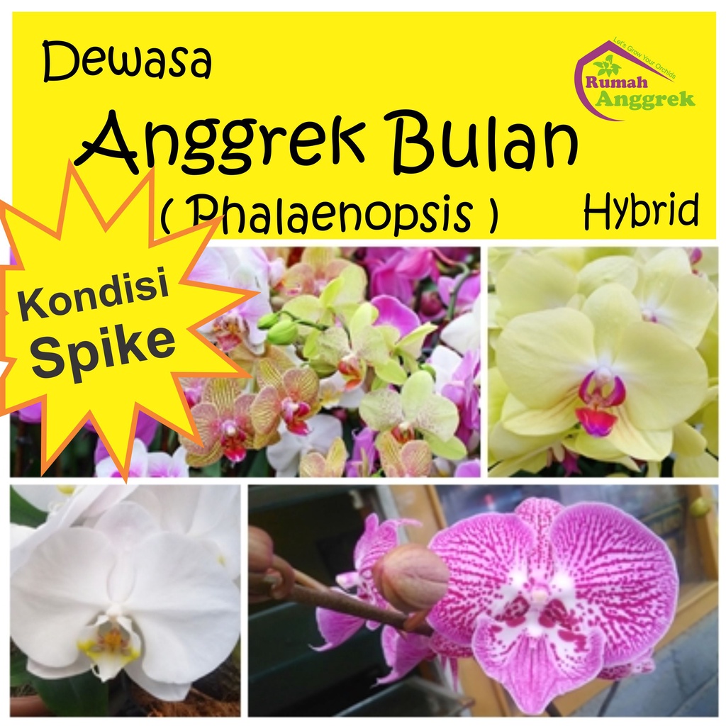 Anggrek Bulan Spike Phalaenopsis Hybrid berbunga bunga knop spaik spek Ph hibrida indonesia kuncup