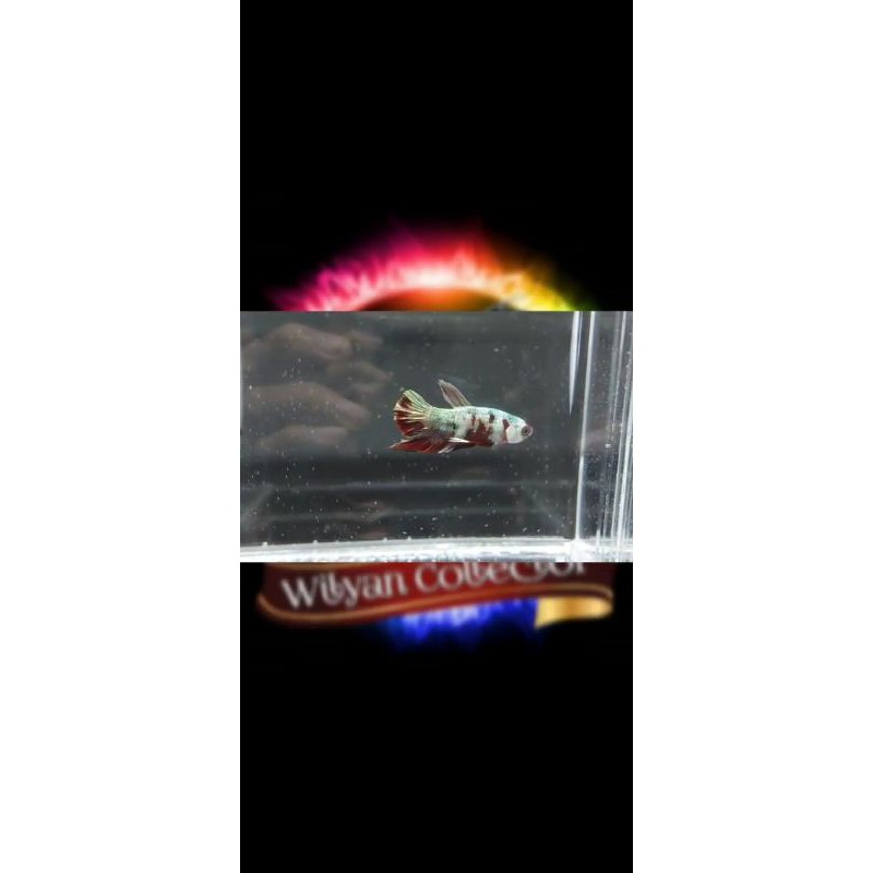 RED KOI COOPER GOLD TOP GRADE