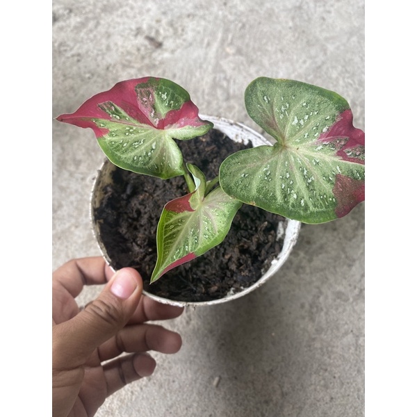 shycool / Tumpah cat