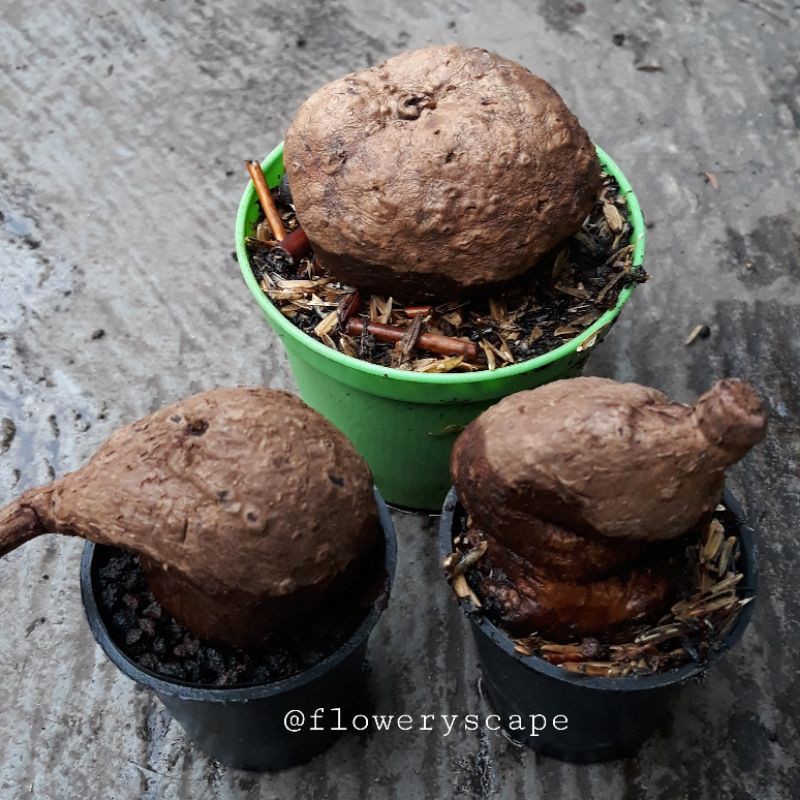 Stephania Venosa / Caudex