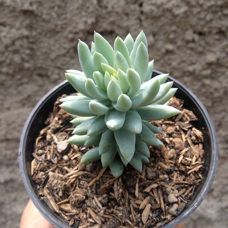 Pachyphytum Hookeri | DP 10cm | Sukulen