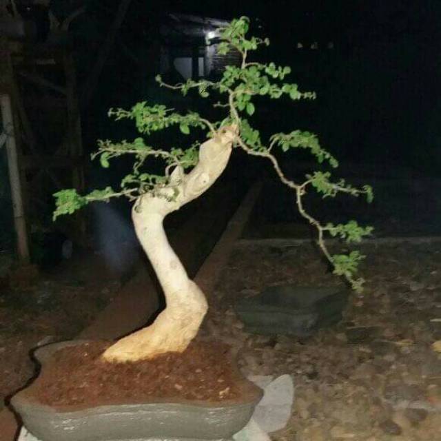 Bahan Bonsai serut besar