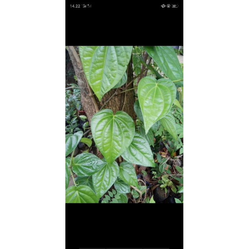 daun sirih wangi per daun