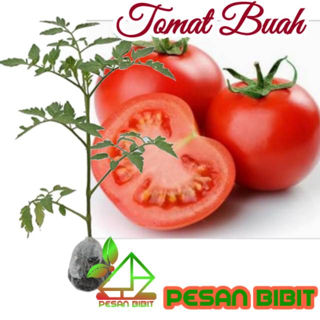 BIBIT TOMAT BUAH