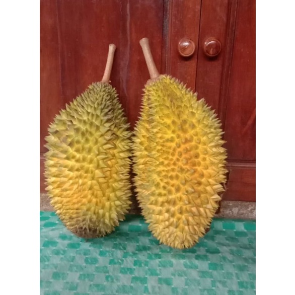 

durian montok
