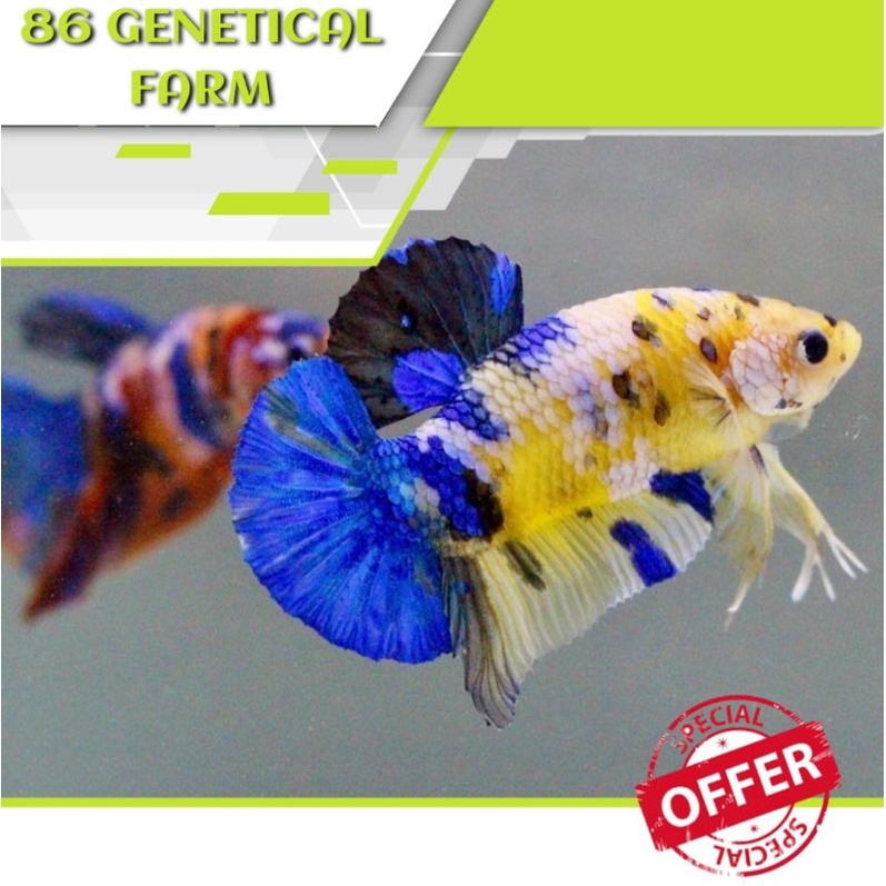 CUPANG YELLOW KOI GALAXY