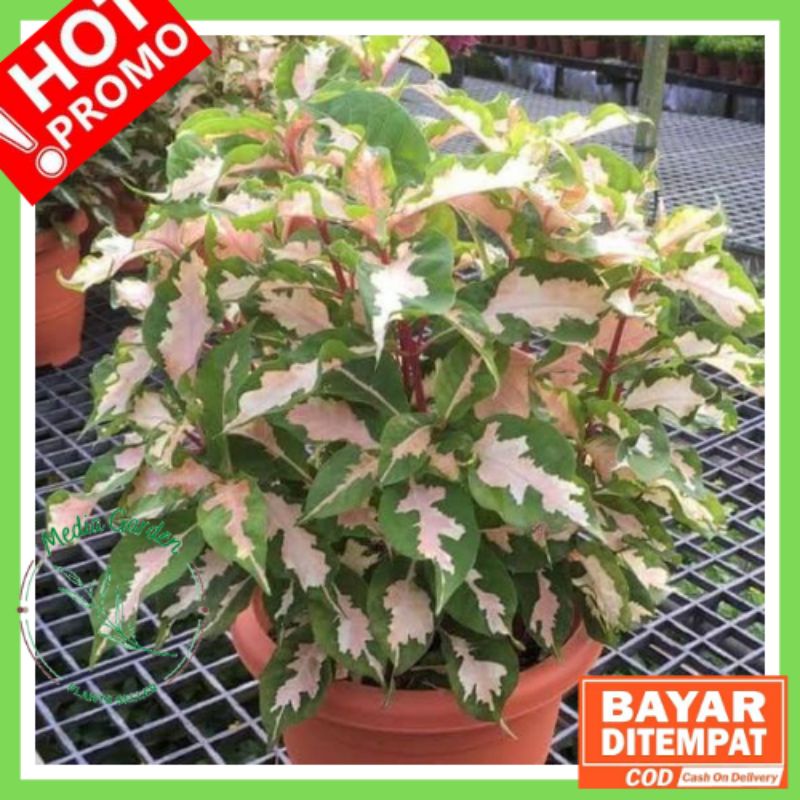 Tanaman Hias Graptophyllum Pictum / Daun Hias Graptophyllum Pictum