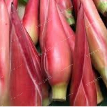 

New Bunga Honje Kecombrang 1000 gram Masih Kuncup Segar Dan Asli