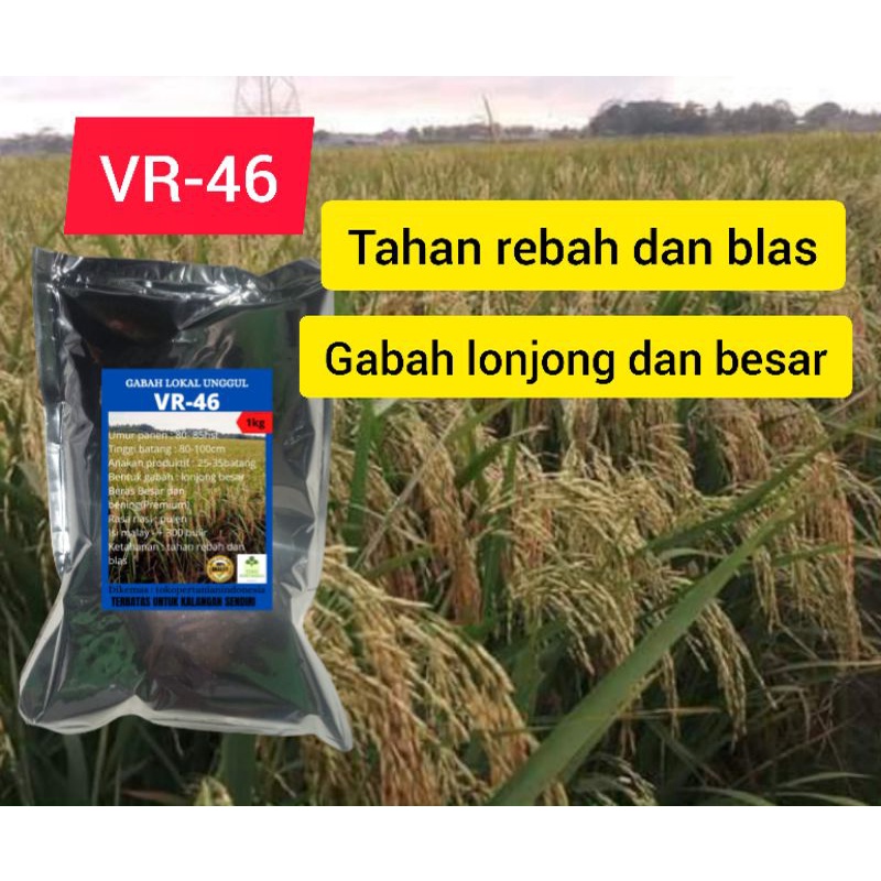benih padi vr-46 1kg