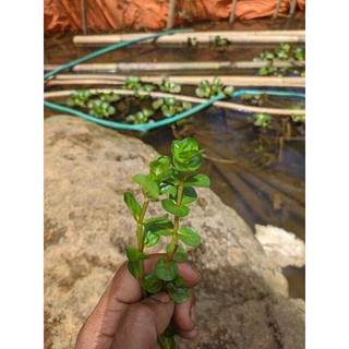 Rotala BSD 50 batang daun darat #1