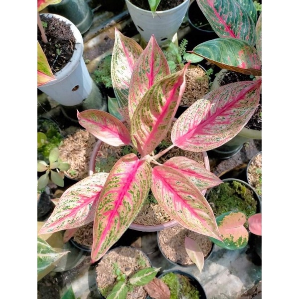 Red Legacy Aglaonema