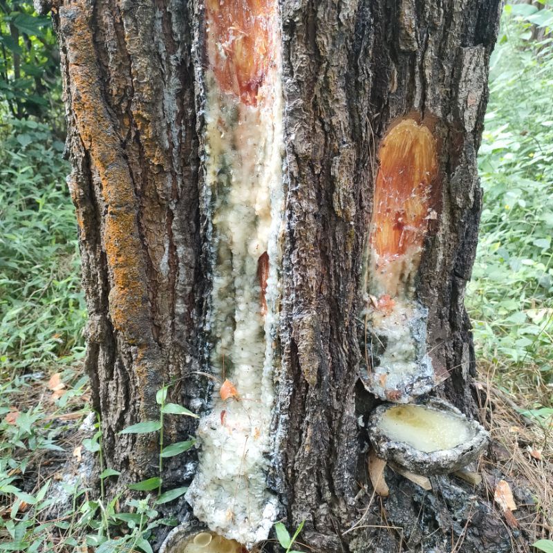Getah Pinus / Tusam