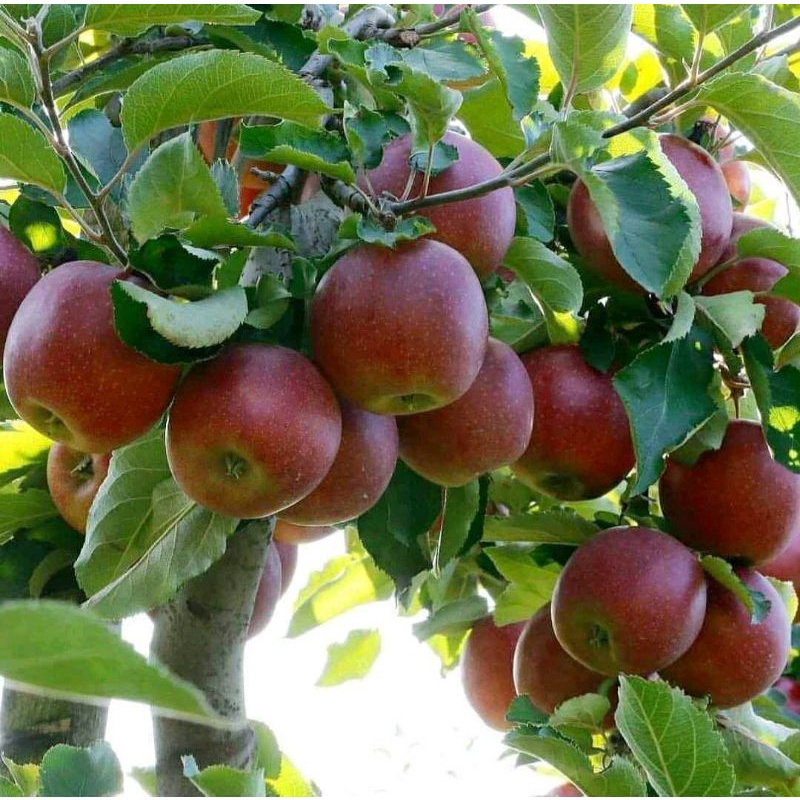 Bibit apel ana merah