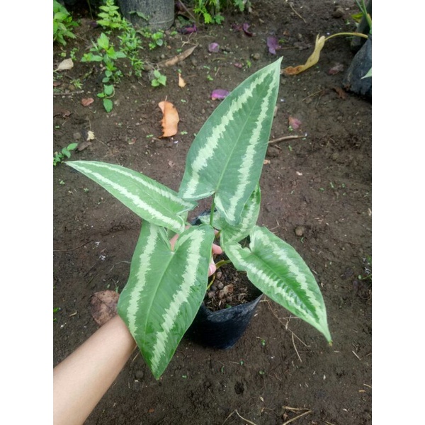 Homalomena Andromeda Remaja Baby