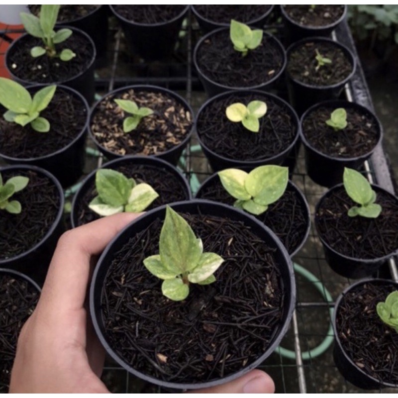 bibit tanaman hias anthurium jemani mangkok varigata