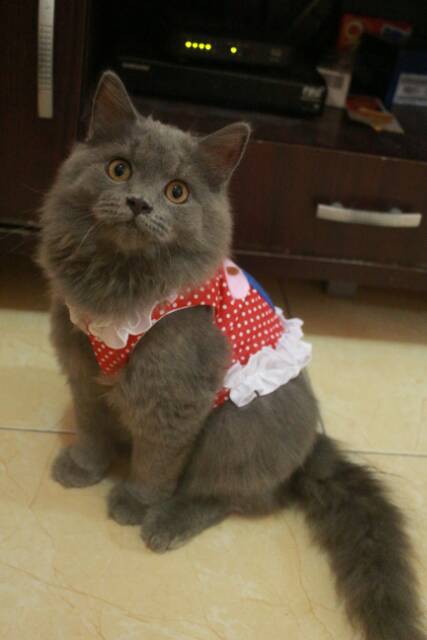 Baju katun merah polkadot cupcake untuk kucing/anjing (baju kucing murah size S M L XL)