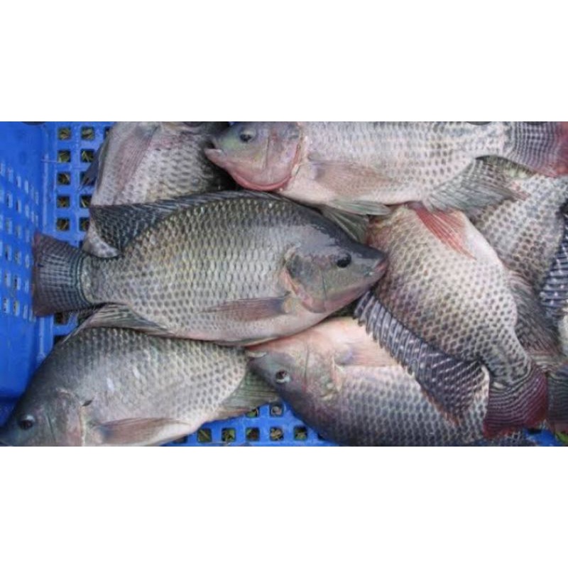 

Ikan Nila