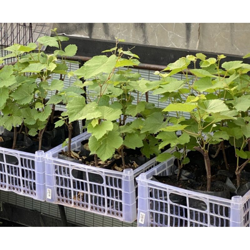 BIBIT ANGGUR ISABELA, BIBIT ANGGUR LOKAL ISABELA, BIBIT ANGGUR LOKAL