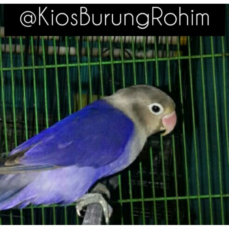burung lovebird violet jantan/betina paud dan dewasa