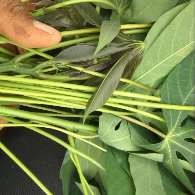 

Herbal Daun singkong sapi Kuru 500grm
