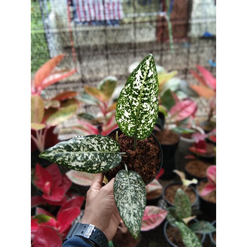 bunga aglaonema big leaf
