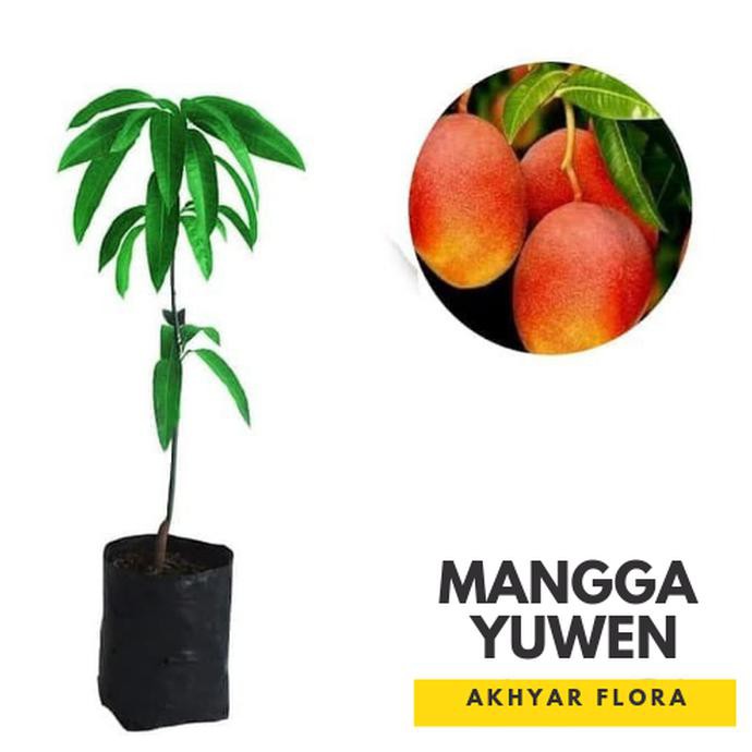 BIBIT MANGGA YUWEN POHON MANGGA BIBIT BUAH MANGGA TAIWAN MERAH BSSG