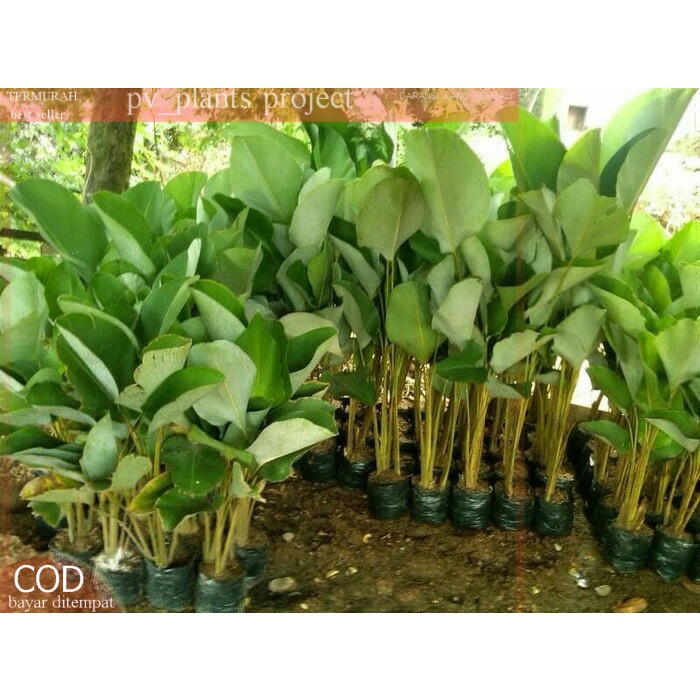 Pisang calatea / pohon pisang calatea