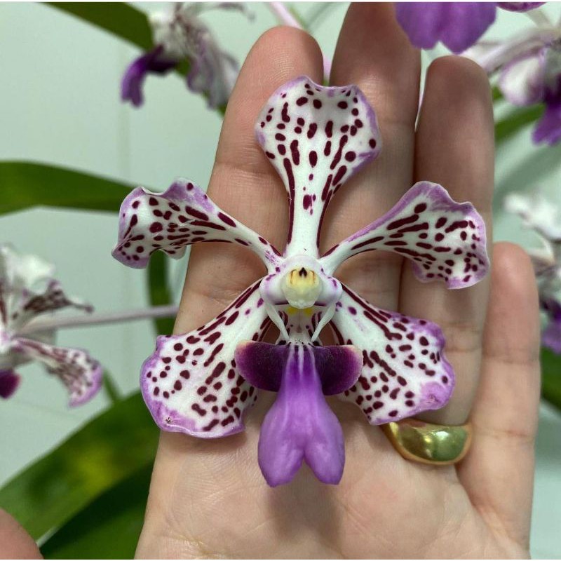 Anggrek Vanda tricolor Jumbo totol ungu
