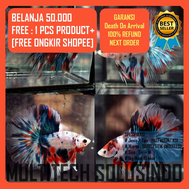 cupang halfmoon koi nemo candy emerald red yellow fire candy multicolour multicolor