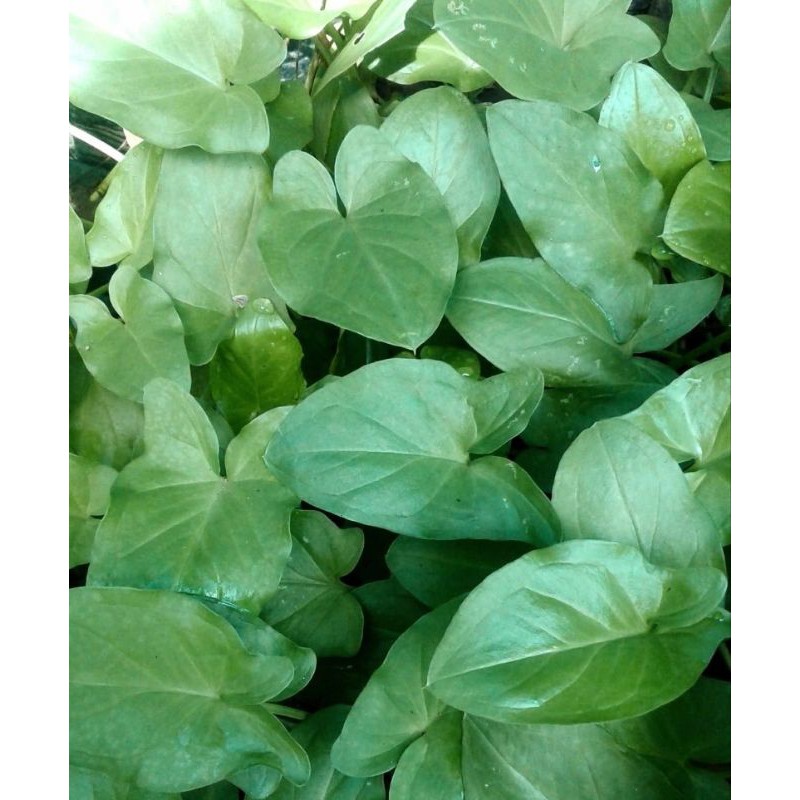 keladi tikus bibit keladi tikus herbal toga