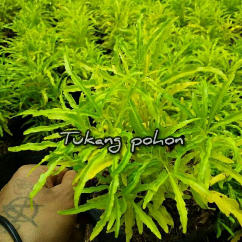 POHON HIAS TAMAN BEROKOLI