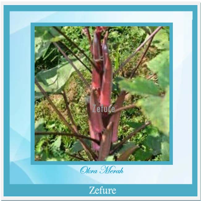 Bebih Okra Merah Bibit Okra Bibit Tanaman Sayuran