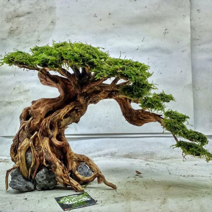 Akar Kayu  Rasamala Bonsai  Aquascape Terbaru Cahunit com