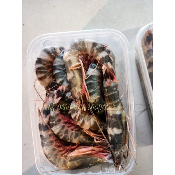 

udang loreng Tiger laut Udang Ket segar