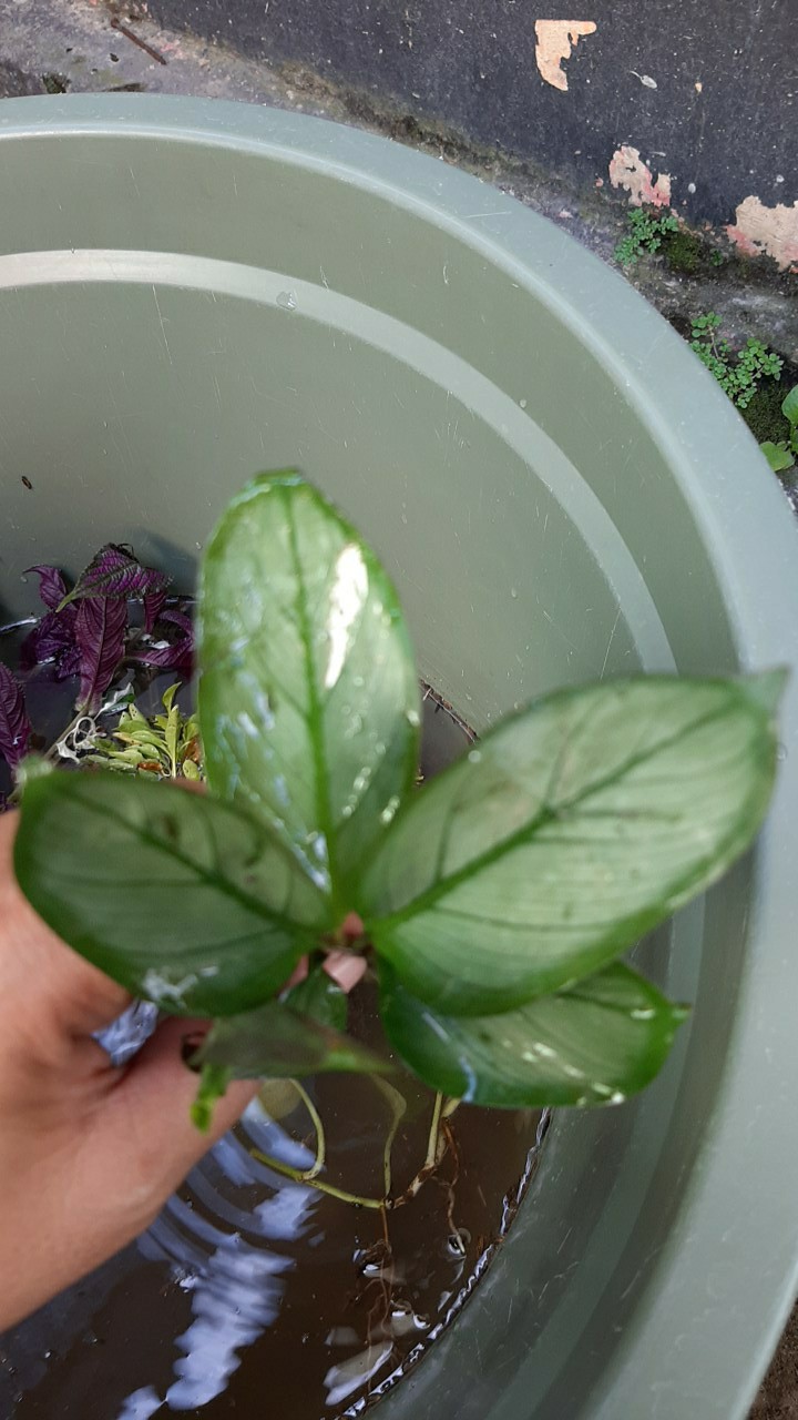 Tanaman Hias Calathea Greey Stars