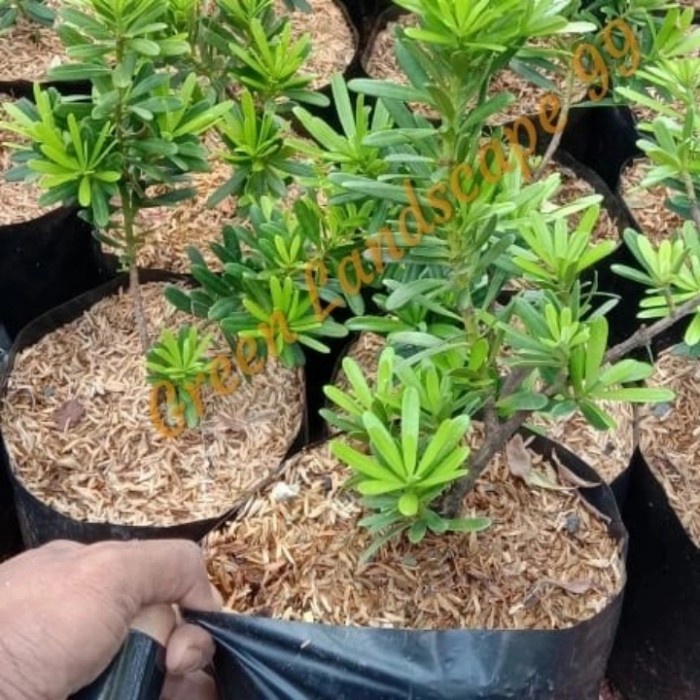 Lohansung cincuan Ori Tanaman Bibit Bonsai Lohansung cincuan