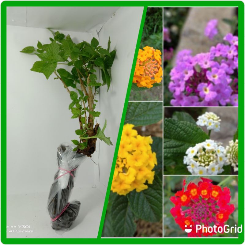 

Bibit Bunga Lantana bisa pilih warna