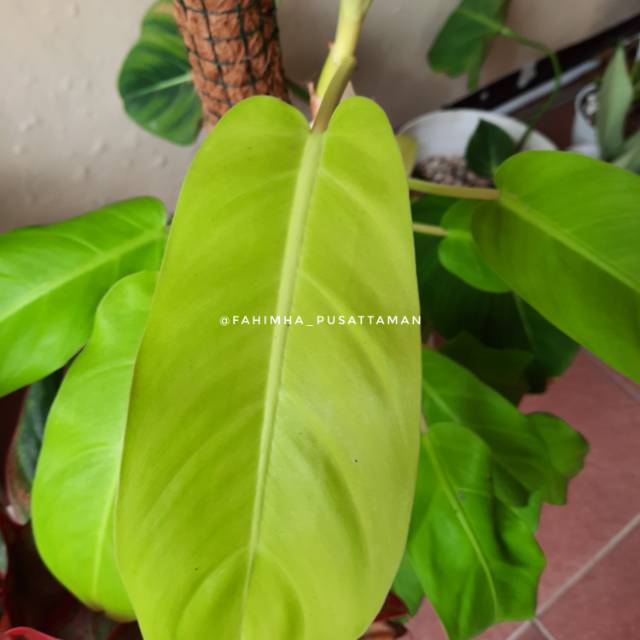 Sirih Gading Centong Lemon