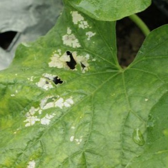 Fungisida Orondis Opti 6 400sc 500 Ml Shopee Indonesia