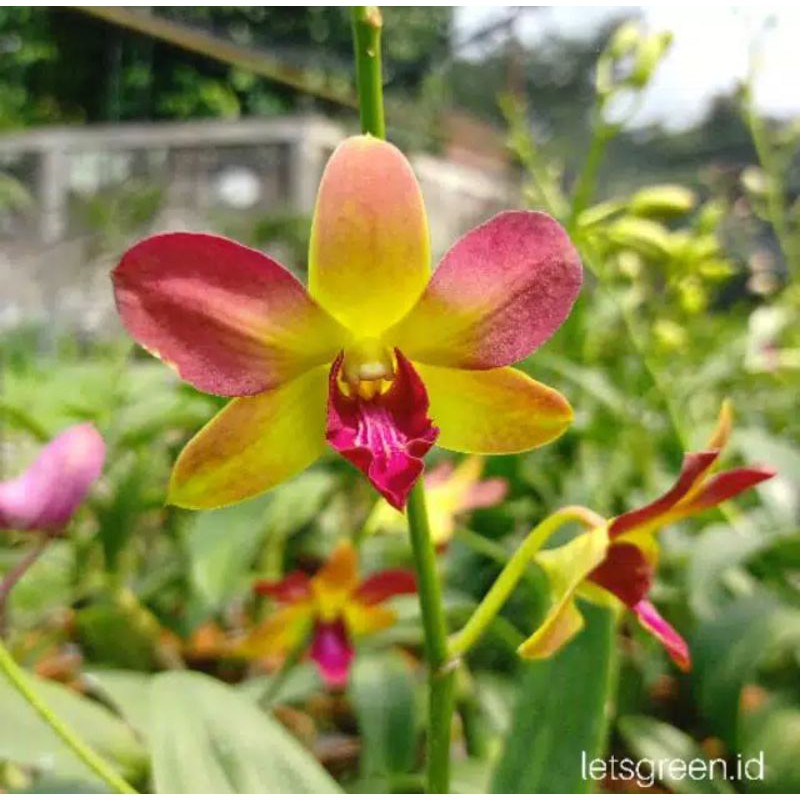 Seedling Anggrek Dendrobium Morning Sun Yellow-tanaman hias hidup-bunga hidup-tanaman hidup-bunga an
