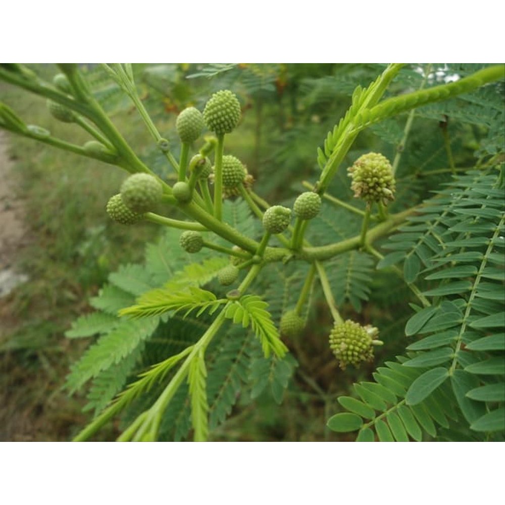 

daun petai cina lamtoro plandingan