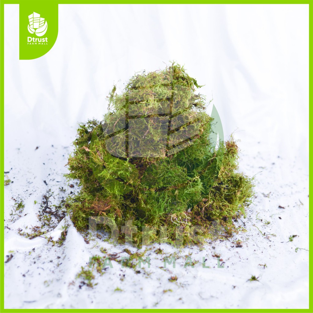 Spagnum Moss Lumut 250 gram Media Tanam TERMURAH HARGA GROSIR
