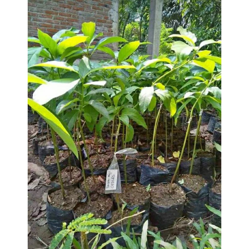 Bibit alpukat non biji okulasi Alpukat tanpa biji